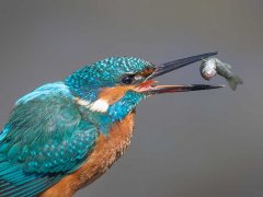 Gordon Mills-Kingfisher feeding-Commended.jpg